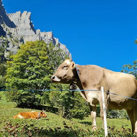 Lucky Fox 아파트 *