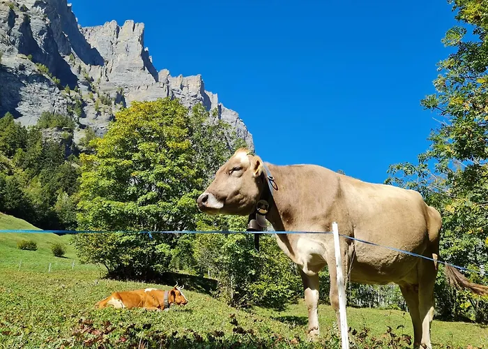 Lucky Fox 아파트 *